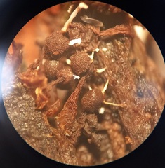 Polycephalomyces tomentosus