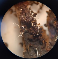 Polycephalomyces tomentosus