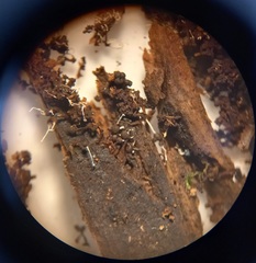 Polycephalomyces tomentosus