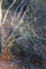 Pimelea microcephala microcephala