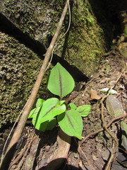 Tradescantia tenella