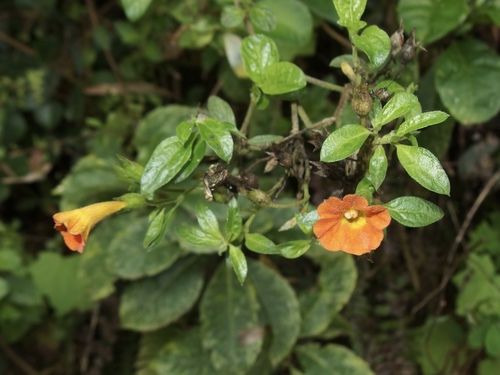 Streptosolen jamesonii