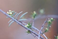 Pimelea microcephala microcephala