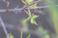 Pimelea microcephala microcephala
