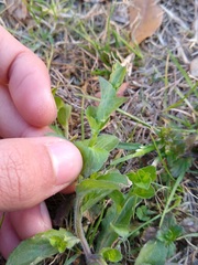 Triodanis lamprosperma