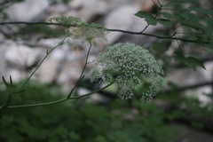 Laserpitium latifolium