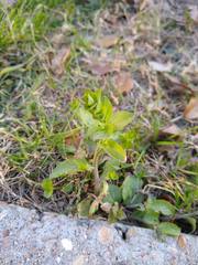 Triodanis lamprosperma