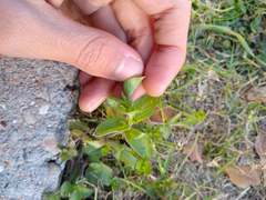 Triodanis lamprosperma