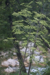 Peucedanum verticillare