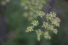 Peucedanum verticillare