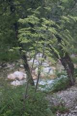 Peucedanum verticillare