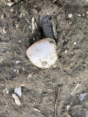 Laevicardium substriatum