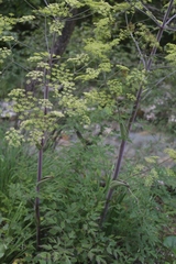 Peucedanum verticillare