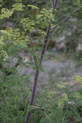 Peucedanum verticillare