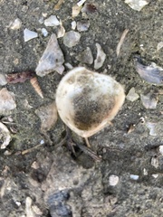 Laevicardium substriatum