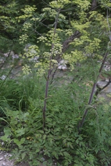 Peucedanum verticillare