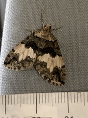 Hydriomena albifasciata