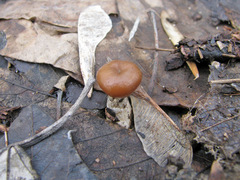 Meottomyces dissimulans