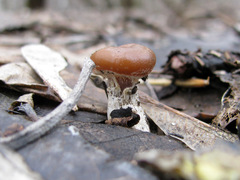 Meottomyces dissimulans
