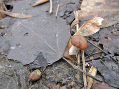 Meottomyces dissimulans