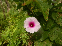 Ipomoea abrupta