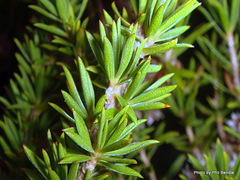 Taxandria juniperina