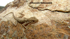 Tenuidactylus longipes