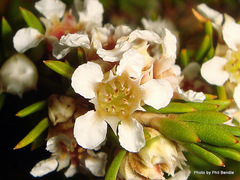 Taxandria juniperina