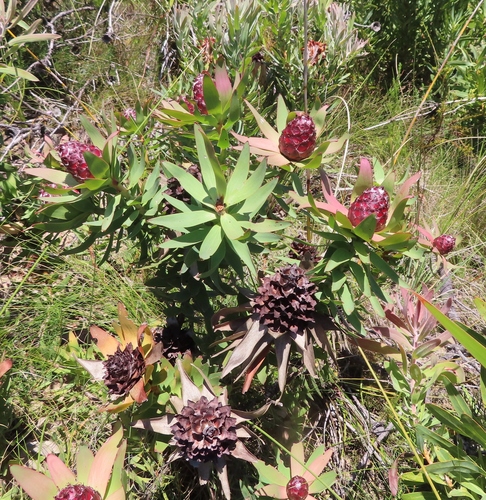 Image of Leucadendron sessile by (c) linkie, some rights reserved (CC BY)