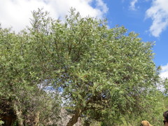 Schinus lentiscifolia