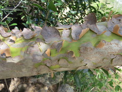 Schinus lentiscifolia