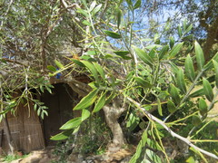 Schinus lentiscifolia