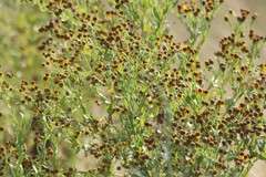 Helenium microcephalum