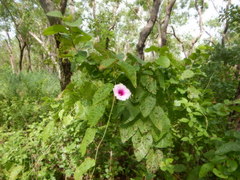 Ipomoea abrupta