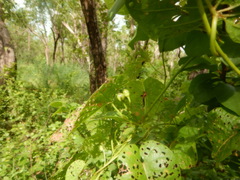 Ipomoea abrupta