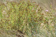 Helenium microcephalum