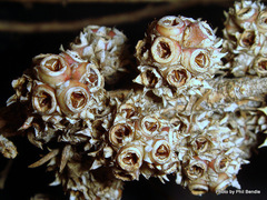 Taxandria juniperina