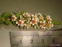 Taxandria juniperina