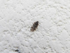 Cixiosoma bonaerense