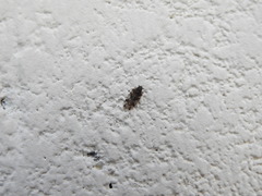 Cixiosoma bonaerense