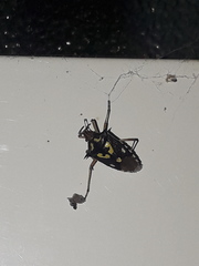 Oebalus poecilus