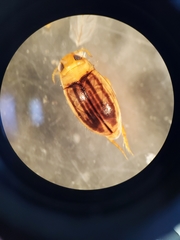 Neobidessus pullus pullus