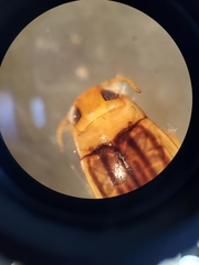 Neobidessus pullus pullus