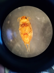 Neobidessus pullus pullus