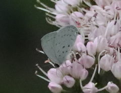 Eirmocides absimilis