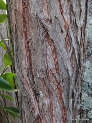 Taxandria juniperina