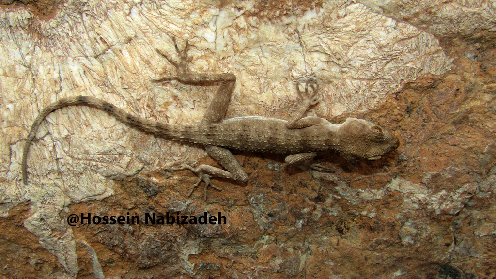 Nikolsky's Long-Toed Gecko