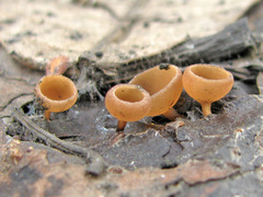 Ciboria caucus