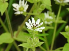 Microbotryum stellariae