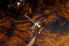 Lestinogomphus angustus